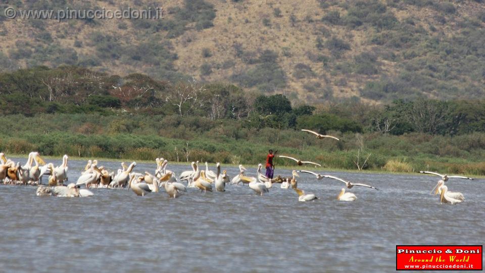 Ethiopia - Lago Chamo - Pellicani - 09.jpg